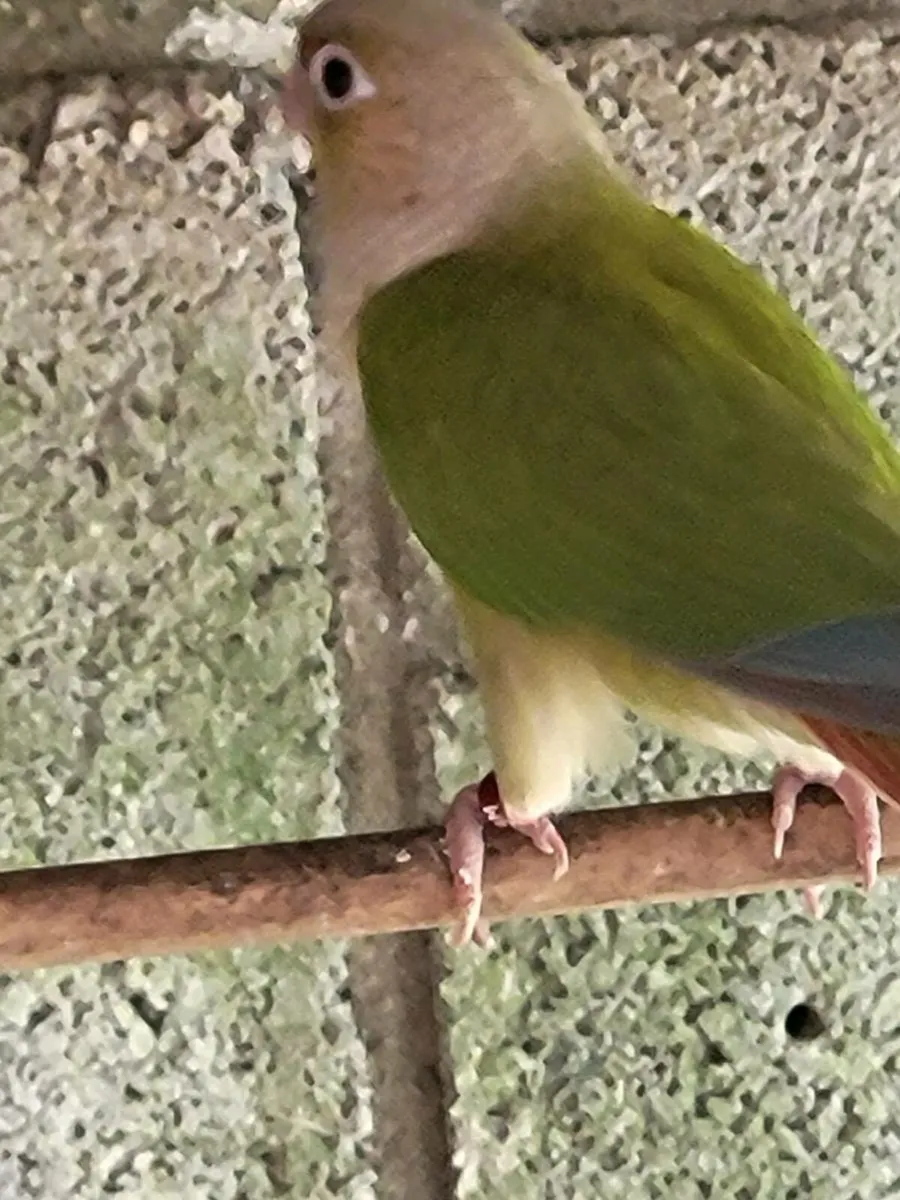 Birds - Image 2