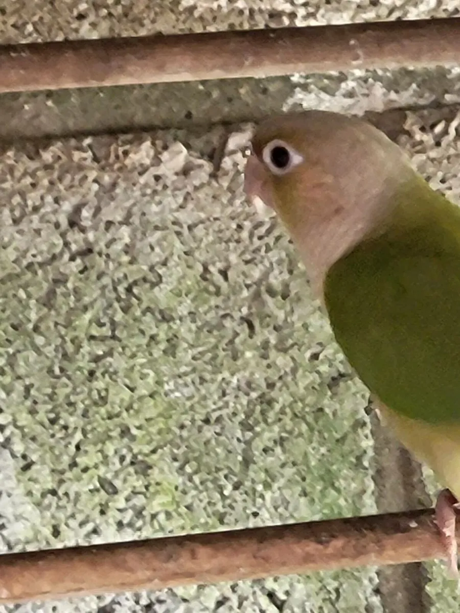 Birds - Image 3