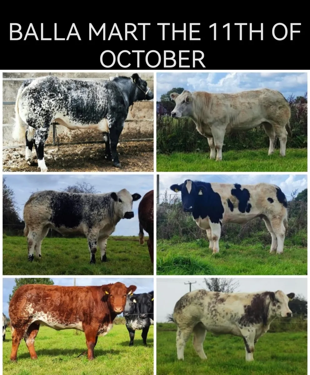 24' Born Maiden Heifers. - Image 1