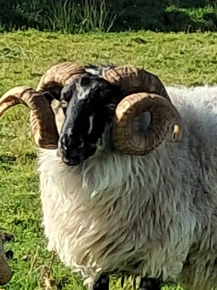 Sheep - Image 1