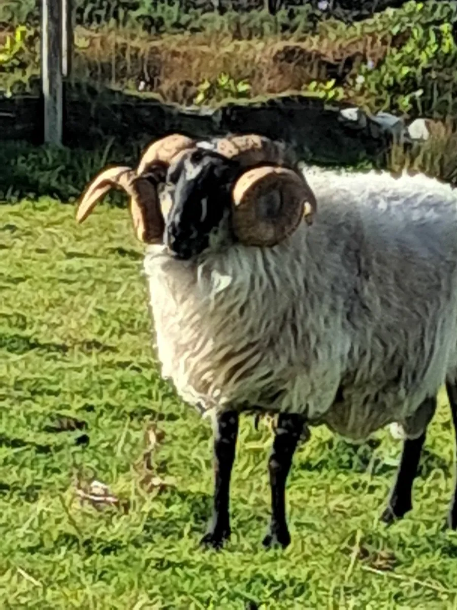 Sheep - Image 2