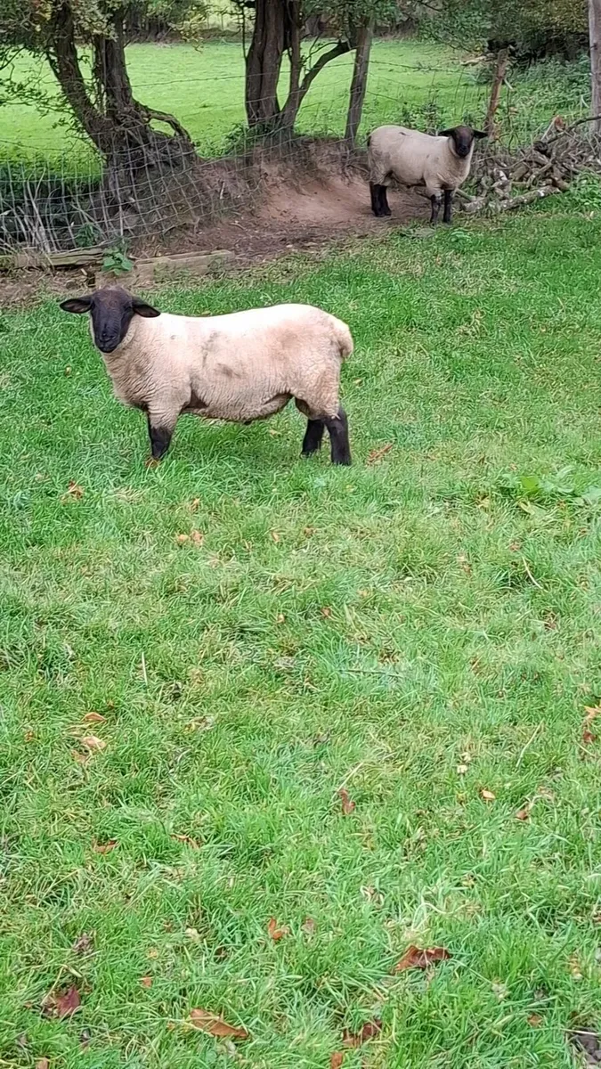 Purebred Suffolk Hogget Rams