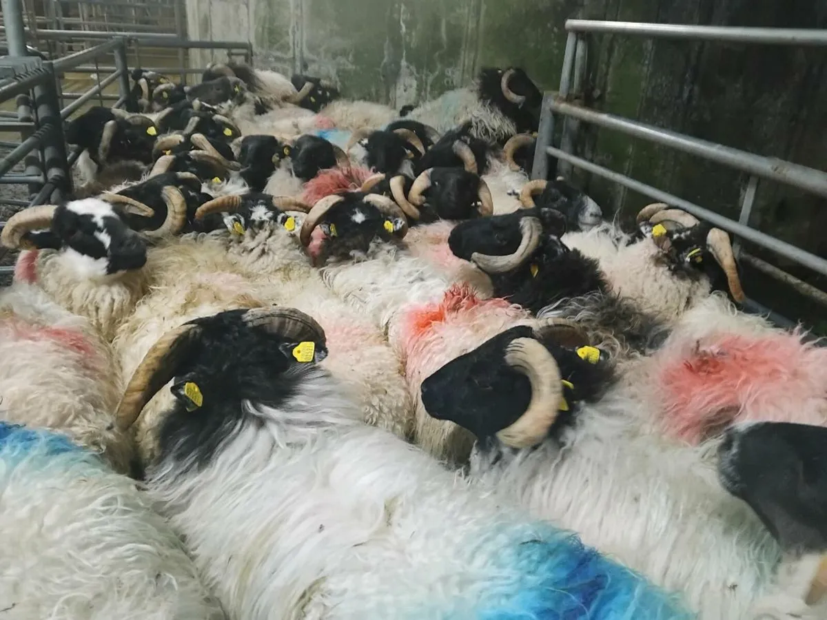 60 Ram Lambs - Image 1