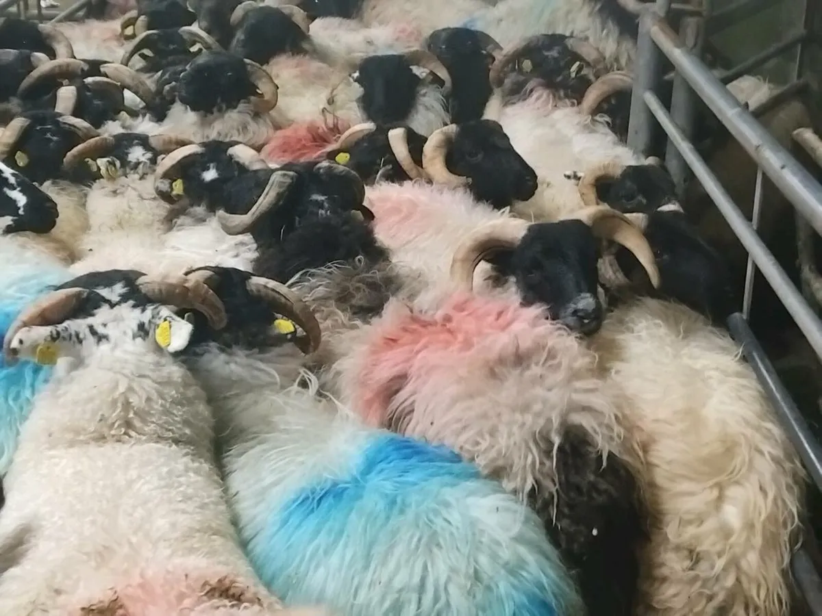 60 Ram Lambs - Image 3