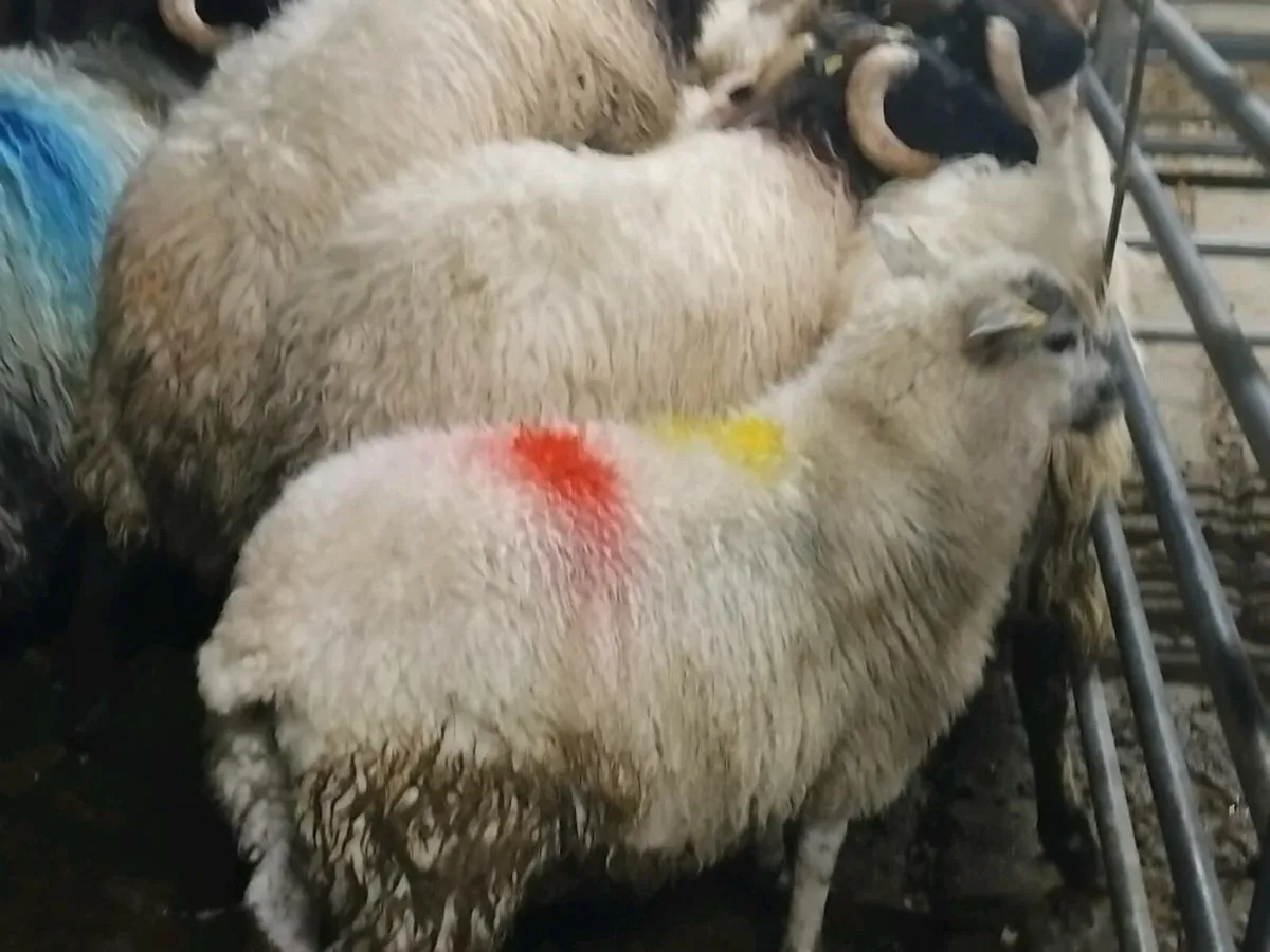 60 Ram Lambs - Image 4