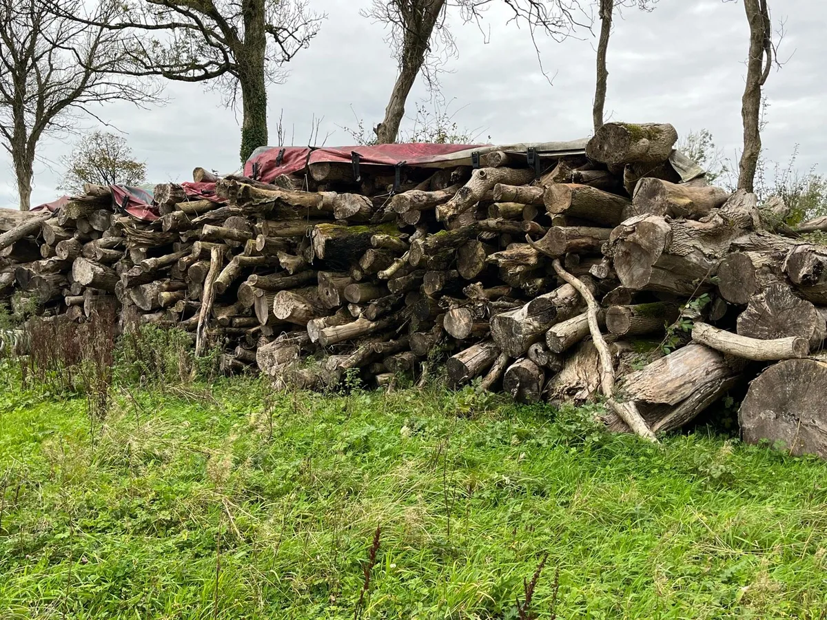 Firewood Timber - Image 1