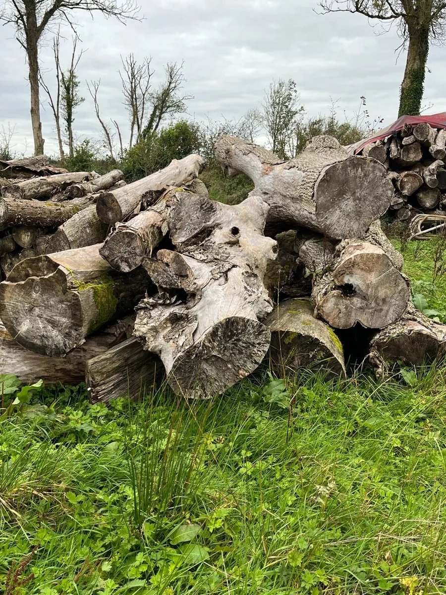 Firewood Timber - Image 2