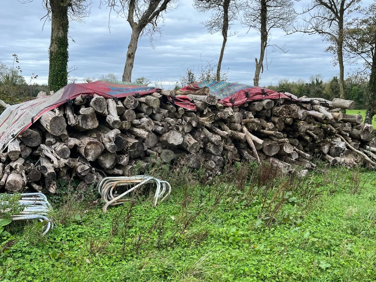 Firewood Timber - Image 3