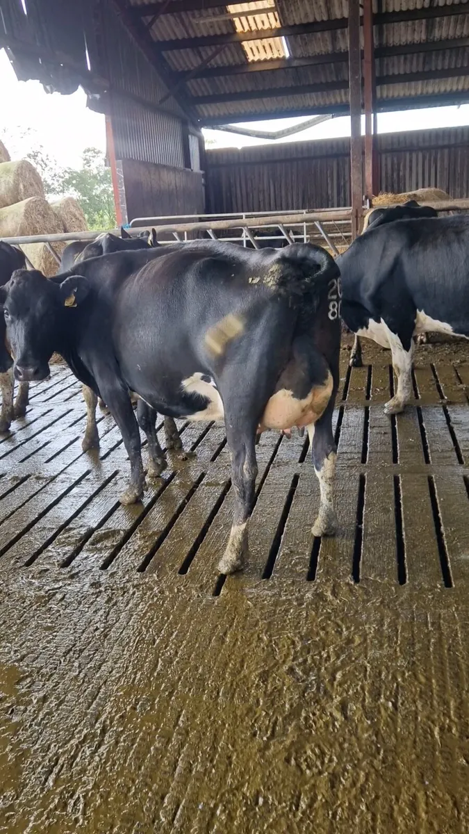 GORTALEA MART DAIRY SALE - Image 1