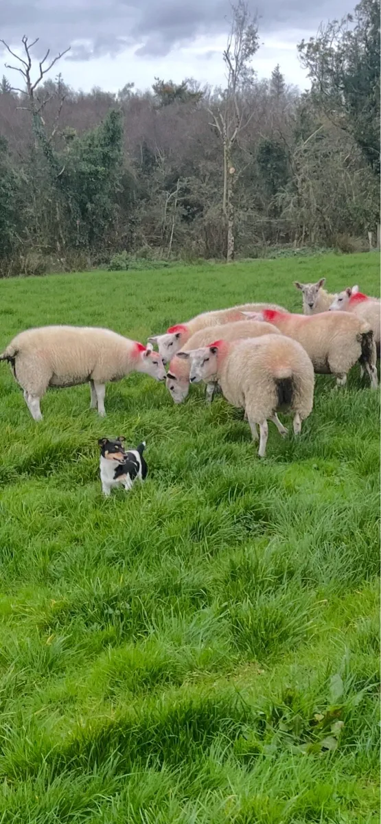 Texel/Mule Ewe Lambs - Image 1