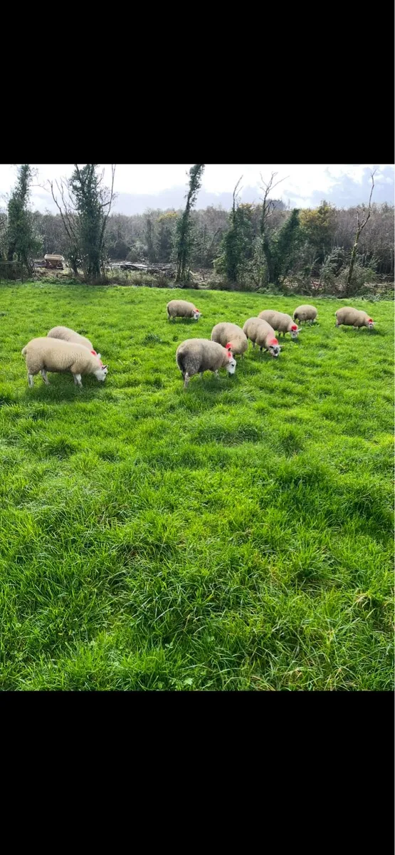 Texel/Mule Ewe Lambs - Image 2