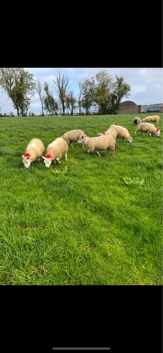 Texel/Mule Ewe Lambs - Image 3