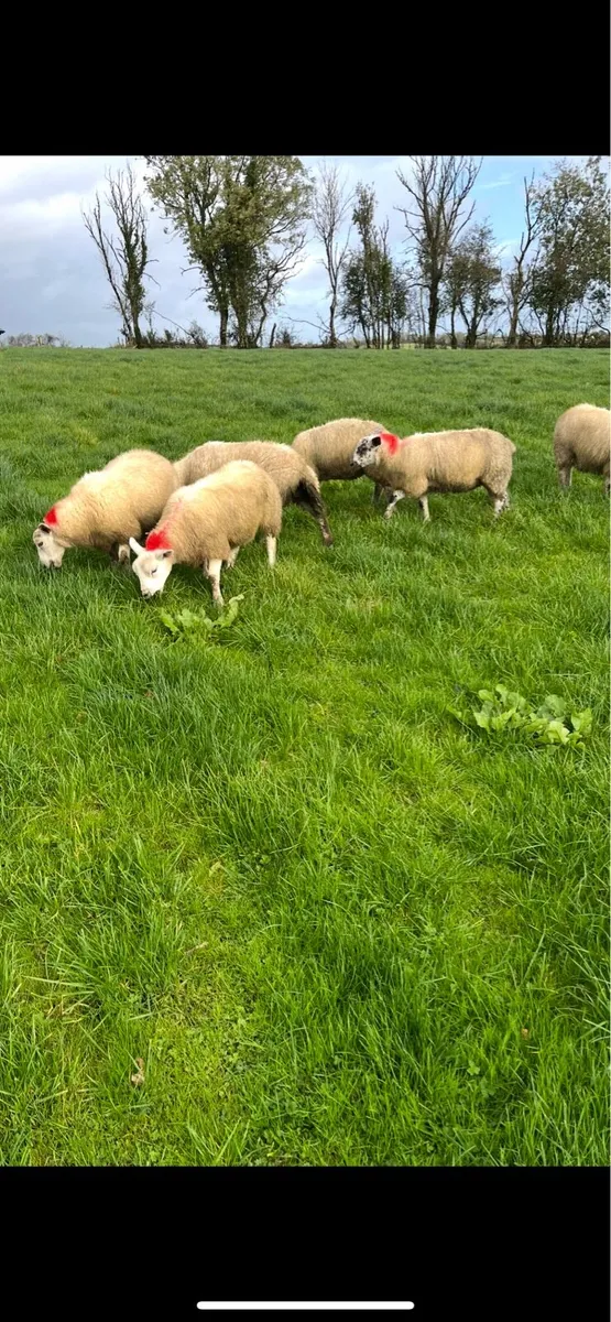 Texel/Mule Ewe Lambs - Image 4