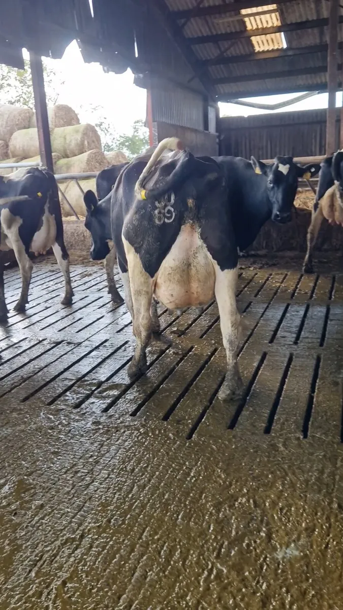 GORTALEA MART DAIRY SALE - Image 4