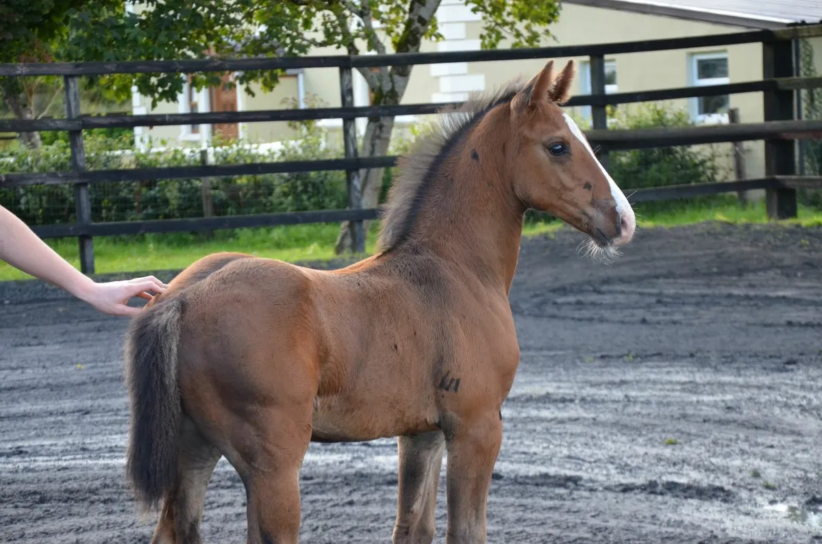 Casago II colt from a proven showjumping dam - Image 3