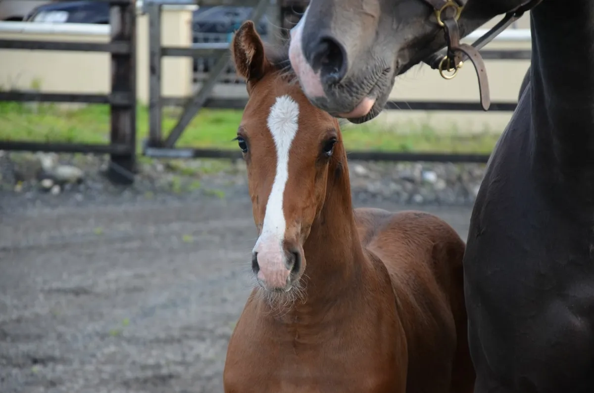 Casago II colt from a proven showjumping dam - Image 1