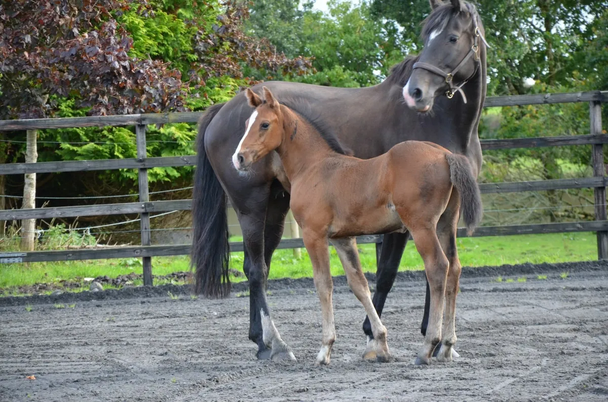 Casago II colt from a proven showjumping dam - Image 4