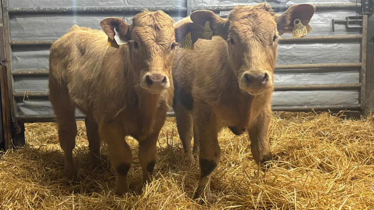 2 Golden Charolais Bull Wealings - Image 1
