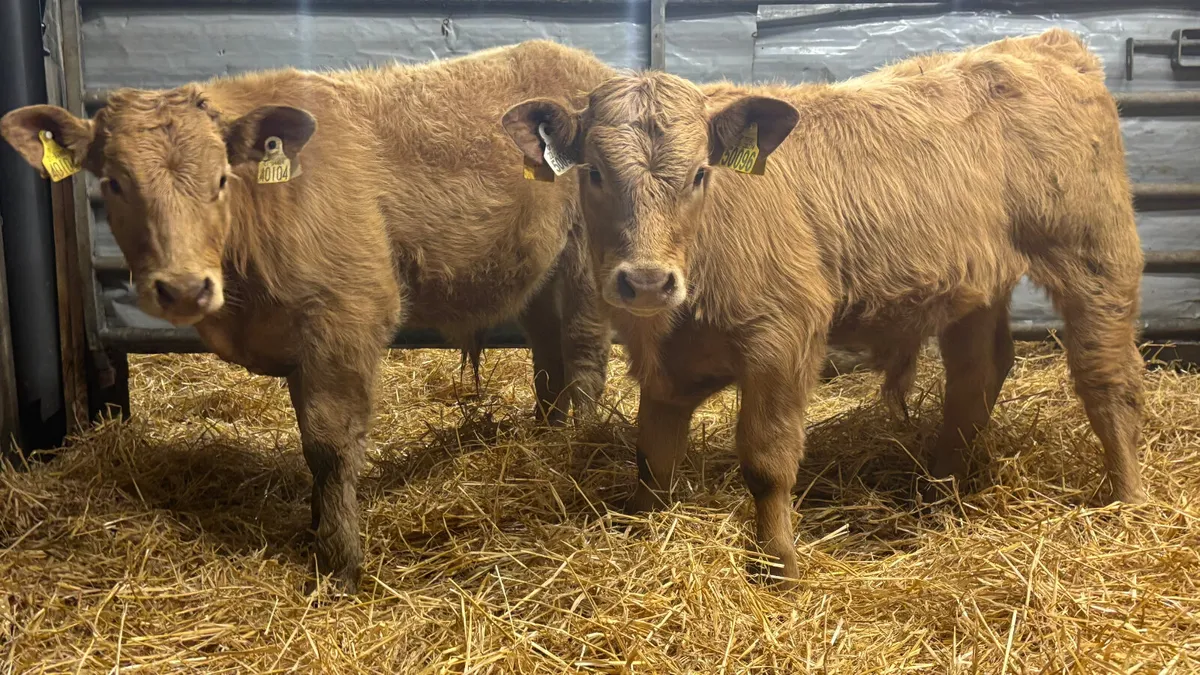 2 Golden Charolais Bull Wealings - Image 3