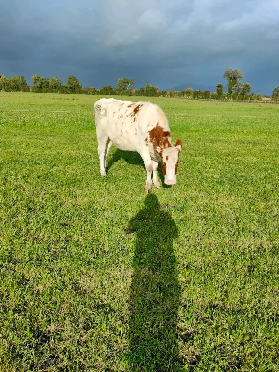 Pedigree Holstein In calf heifers - Image 2