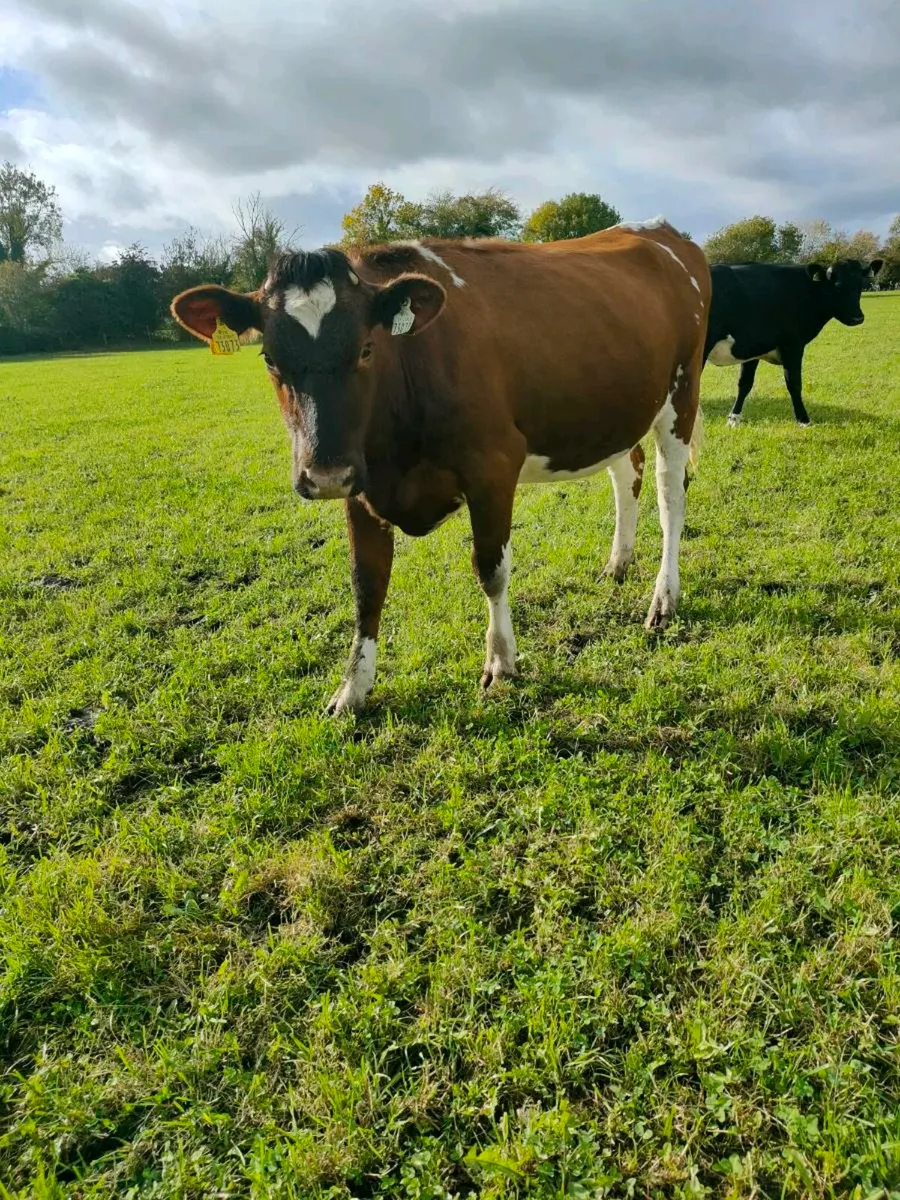 Pedigree Holstein In calf heifers - Image 3