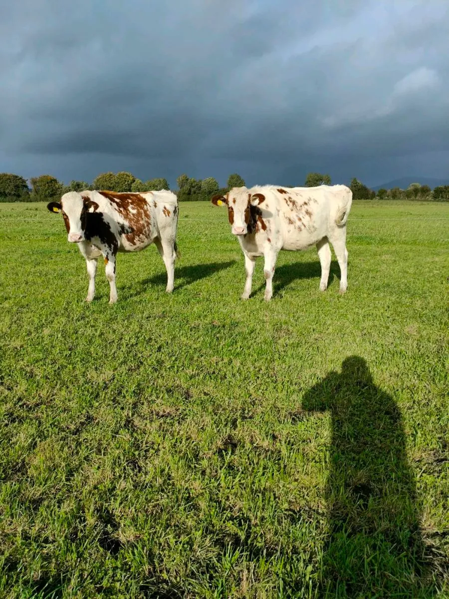 Pedigree Holstein In calf heifers - Image 1
