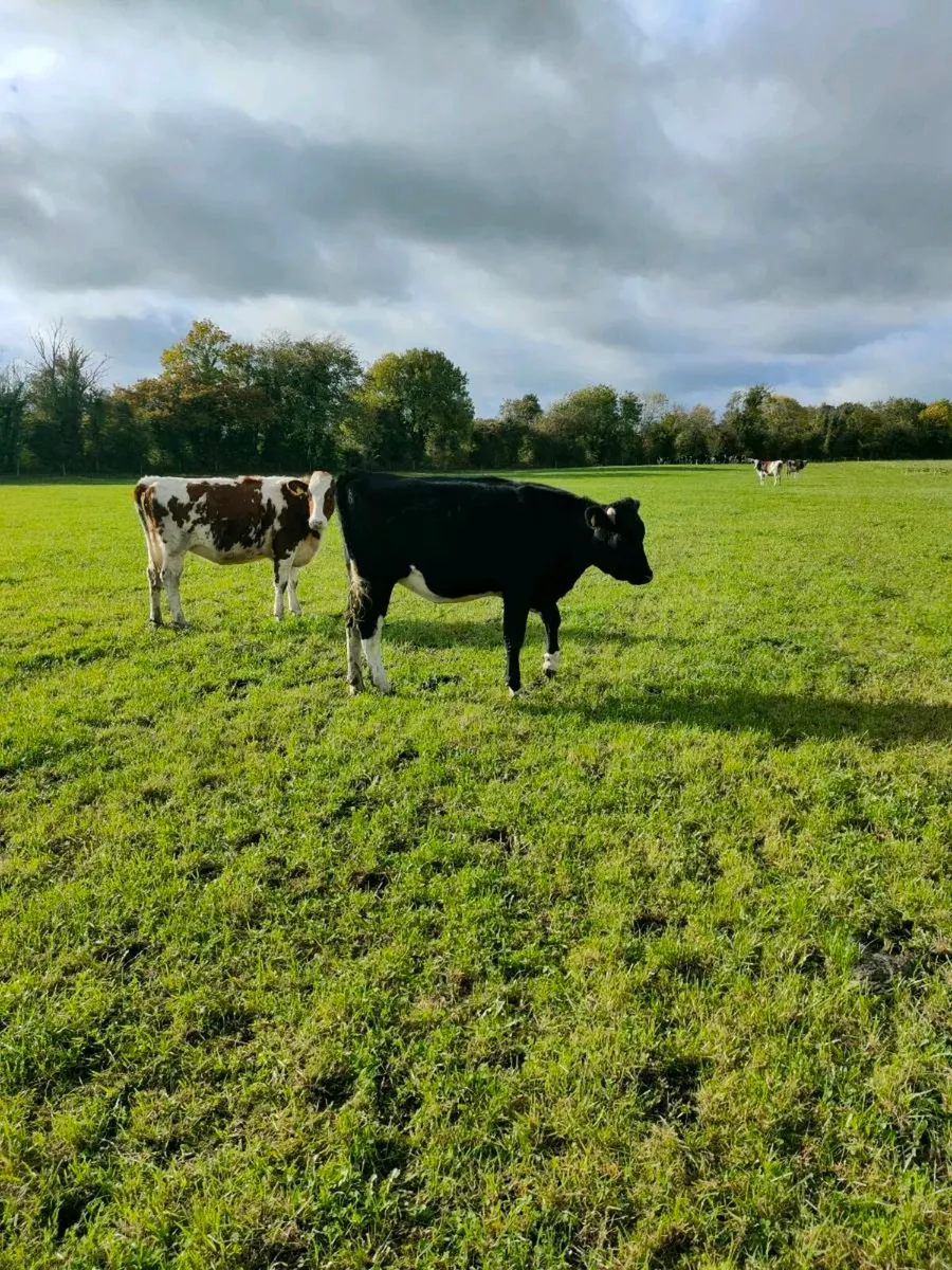 Pedigree Holstein In calf heifers - Image 4