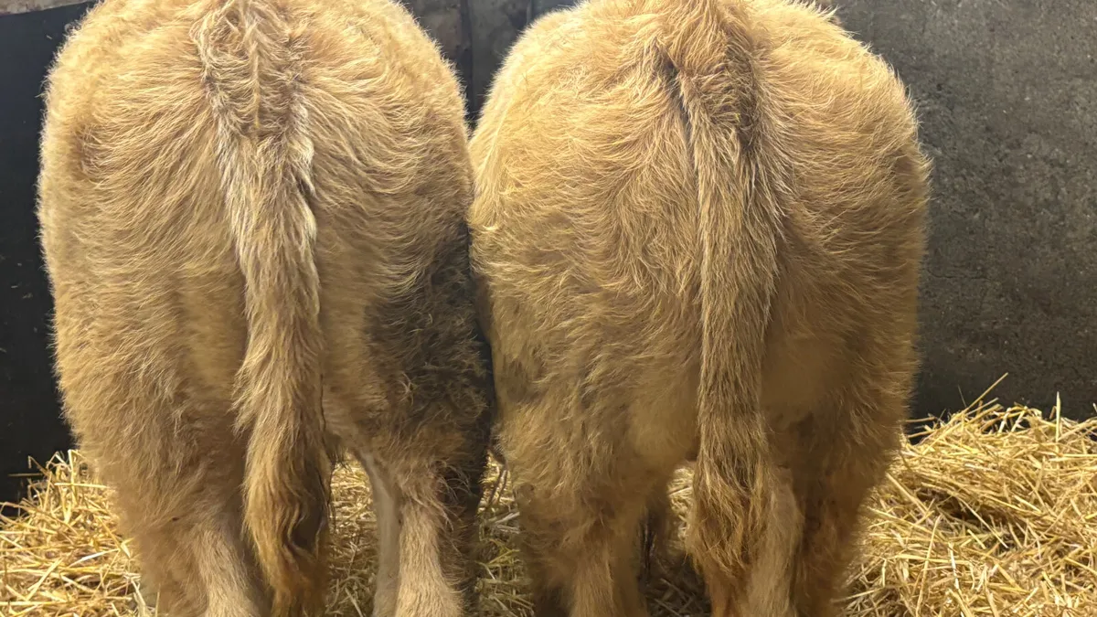 2 Golden Charolais Bull Wealings - Image 2