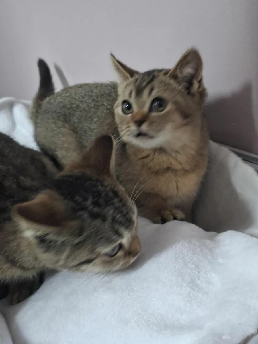 British shorthair kittens for sale - Image 3