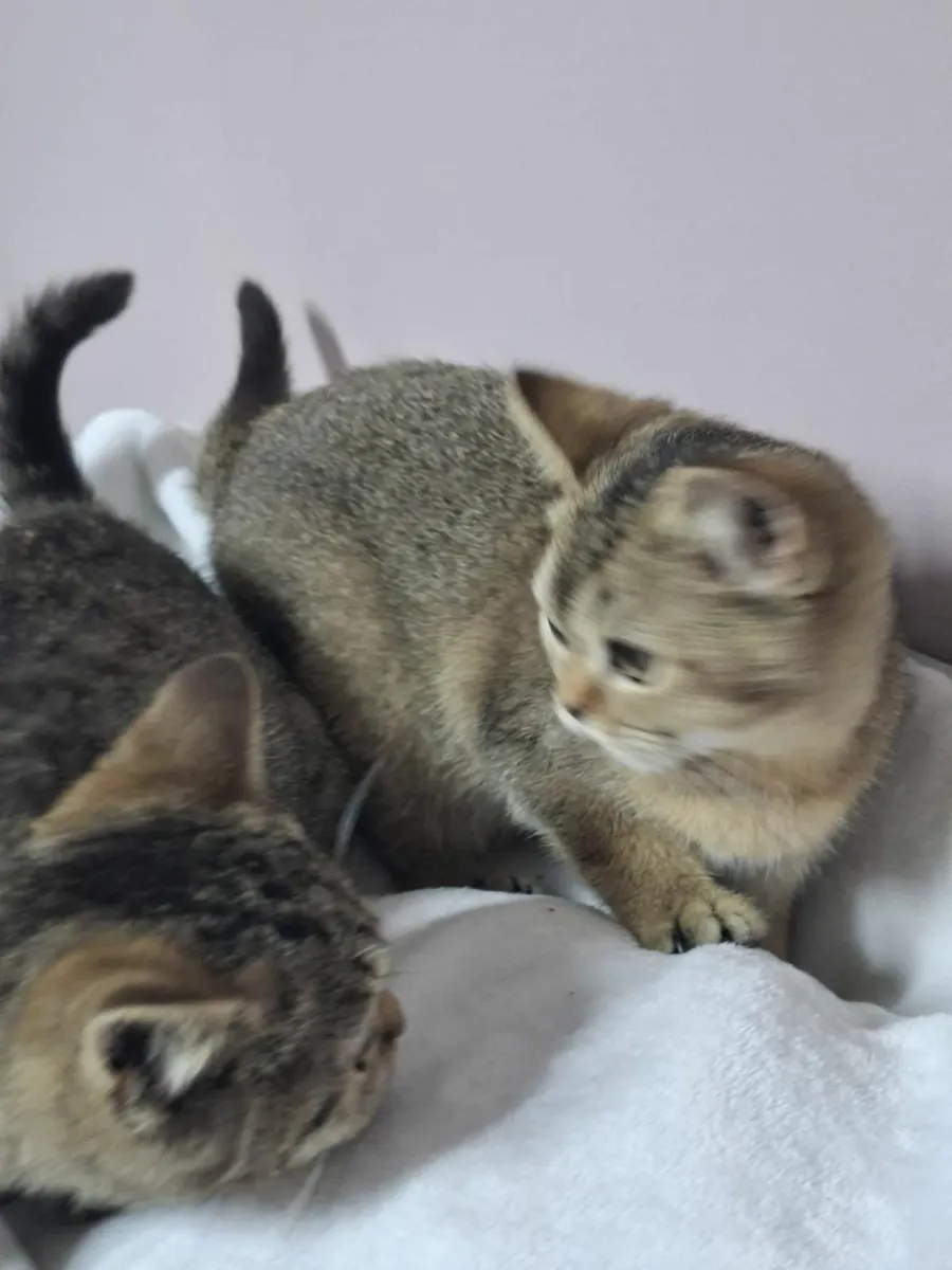 British shorthair kittens for sale - Image 4
