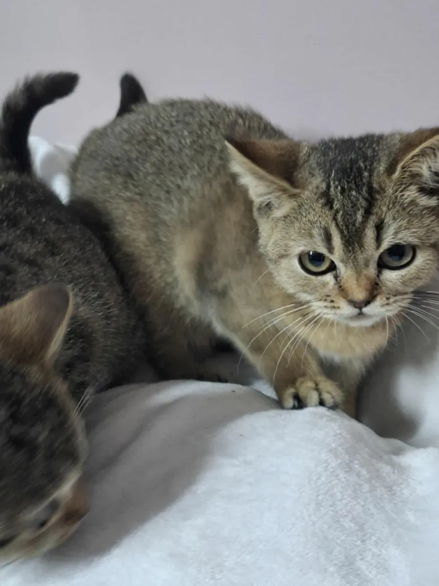 British shorthair kittens for sale - Image 1