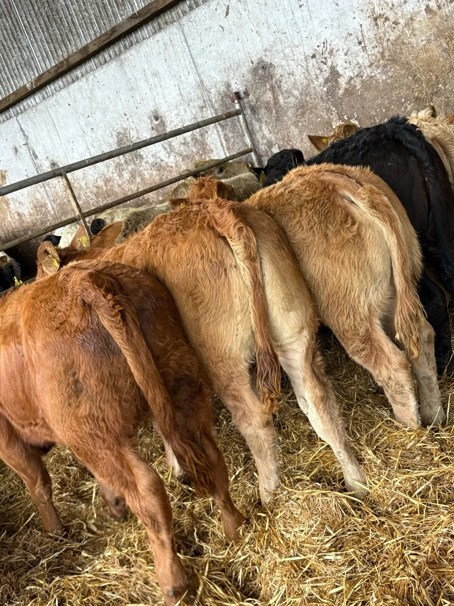 9 super limousin Heifers - Image 2