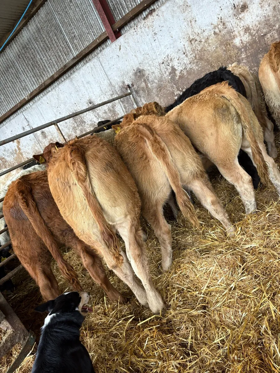 9 super limousin Heifers - Image 3
