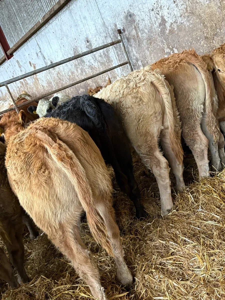9 super limousin Heifers - Image 4