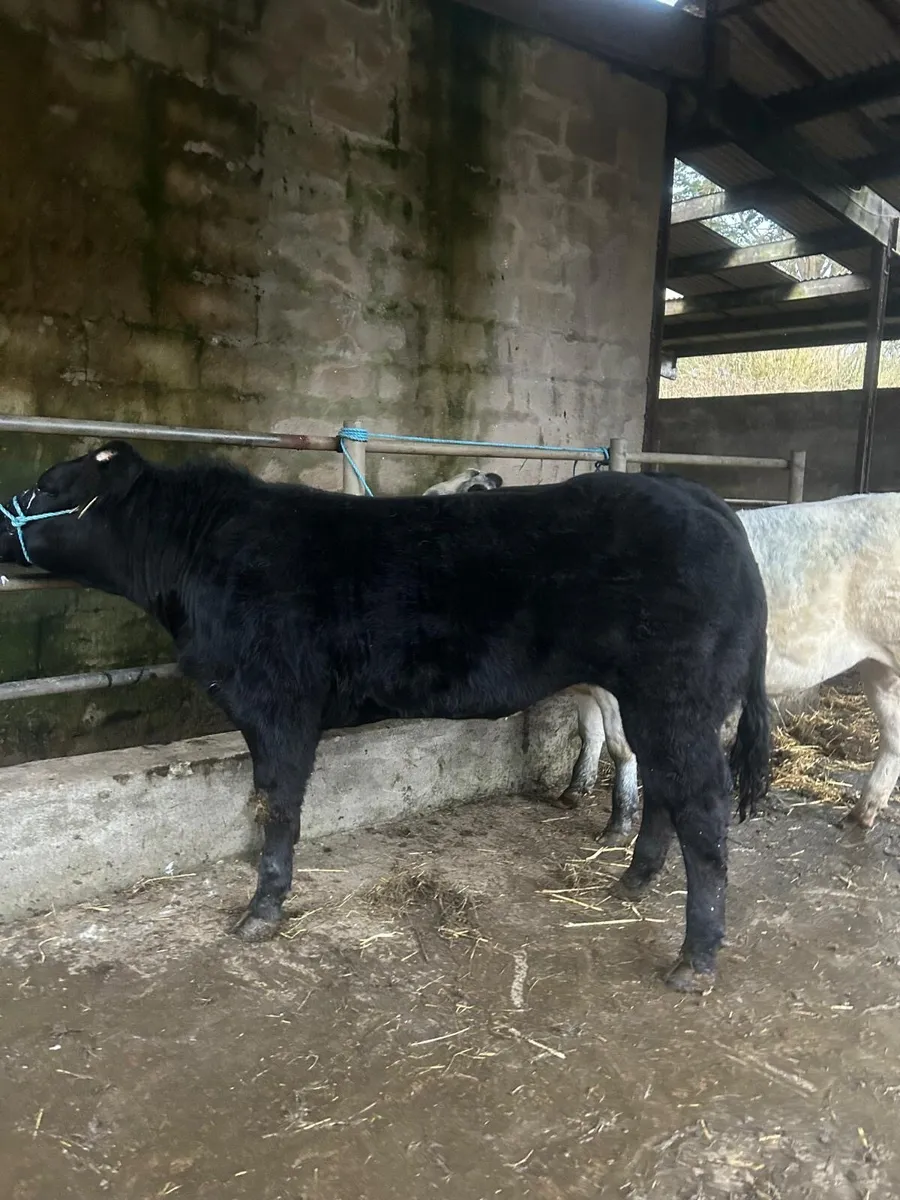 ⭐️⭐️⭐️Belgian Blue x Limousine Heifers⭐️⭐️ - Image 1