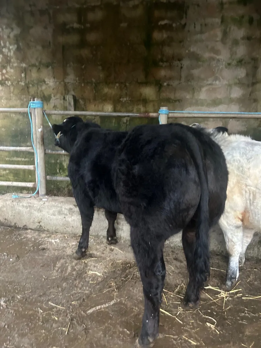 ⭐️⭐️⭐️Belgian Blue x Limousine Heifers⭐️⭐️ - Image 2