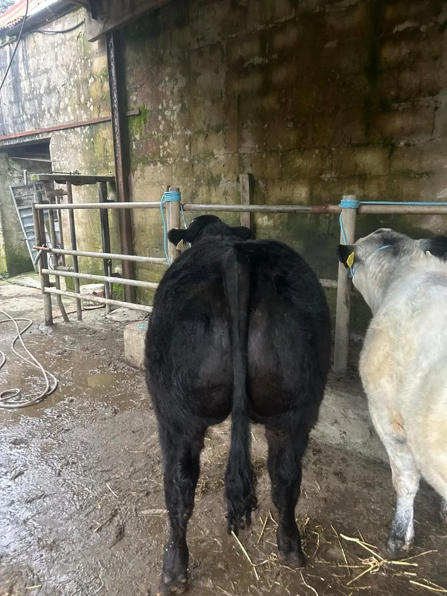 ⭐️⭐️⭐️Belgian Blue x Limousine Heifers⭐️⭐️ - Image 3