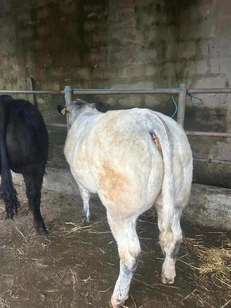 ⭐️⭐️⭐️Belgian Blue x Limousine Heifers⭐️⭐️ - Image 4