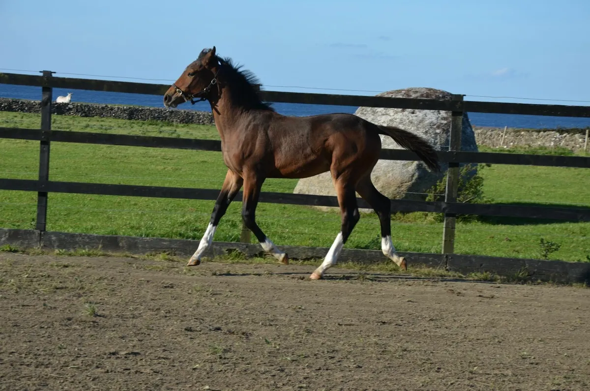 Dourkhan Hero Z colt from top damline - Image 3