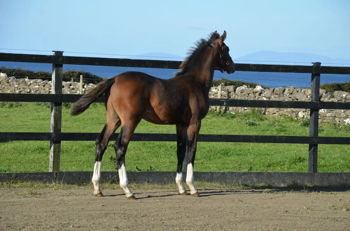 Dourkhan Hero Z colt from top damline - Image 1