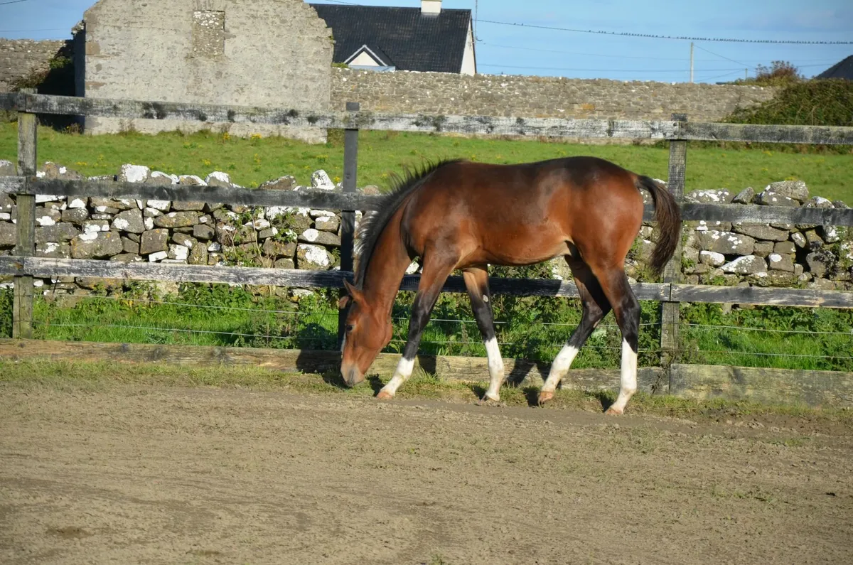 Dourkhan Hero Z colt from top damline - Image 4