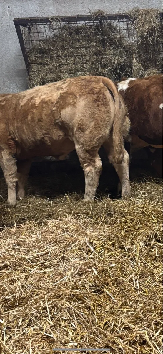 Show Chx Heifer - Image 3