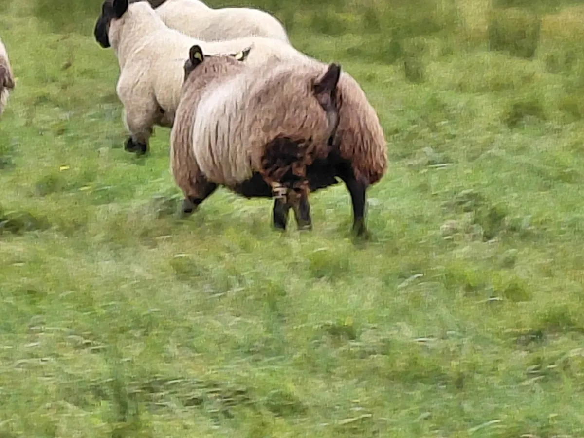 Ram lambs  ready for use. - Image 1