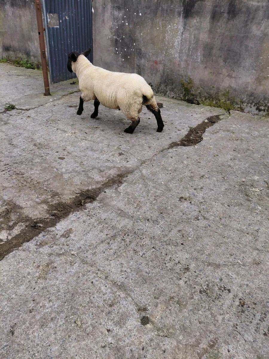 Ram lambs  ready for use. - Image 2