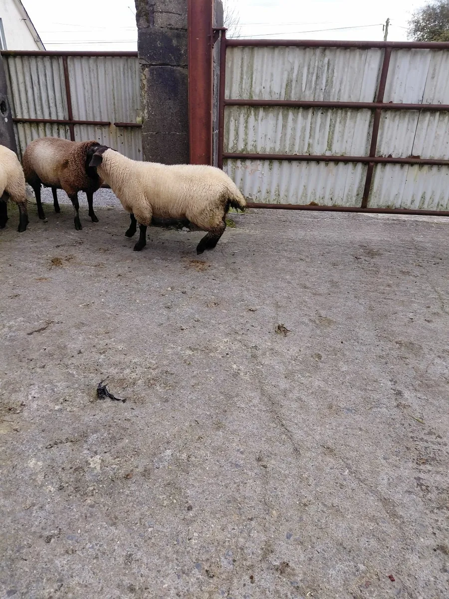 Ram lambs  ready for use. - Image 3
