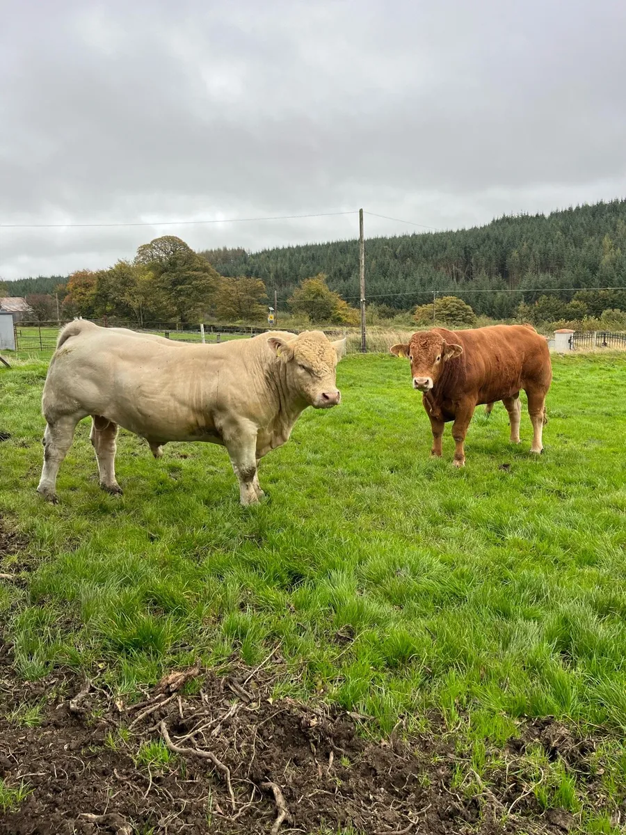 CH & LM Bulls - Image 1