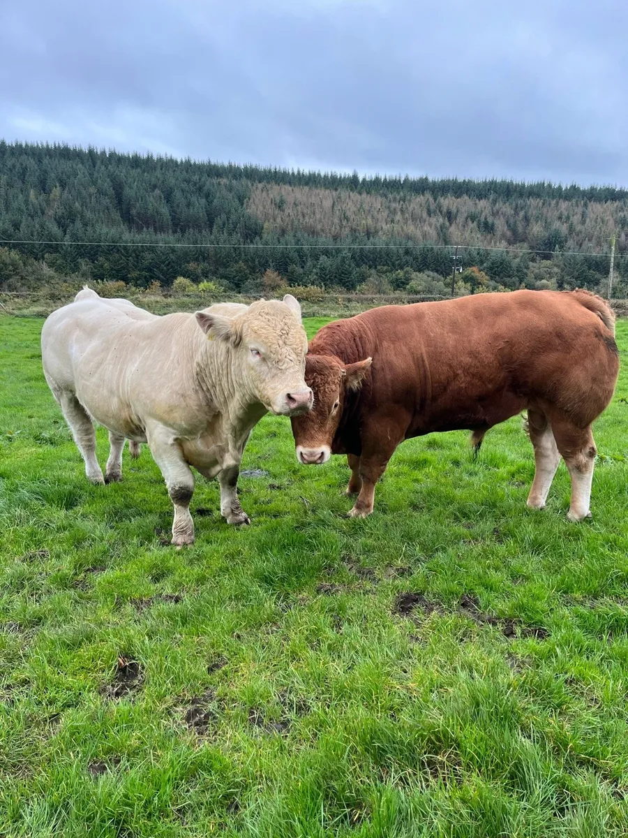 CH & LM Bulls - Image 2