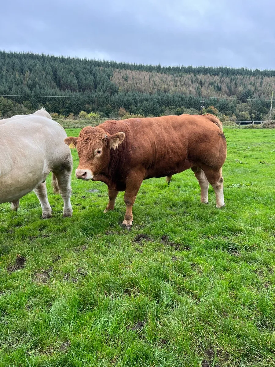 CH & LM Bulls - Image 3