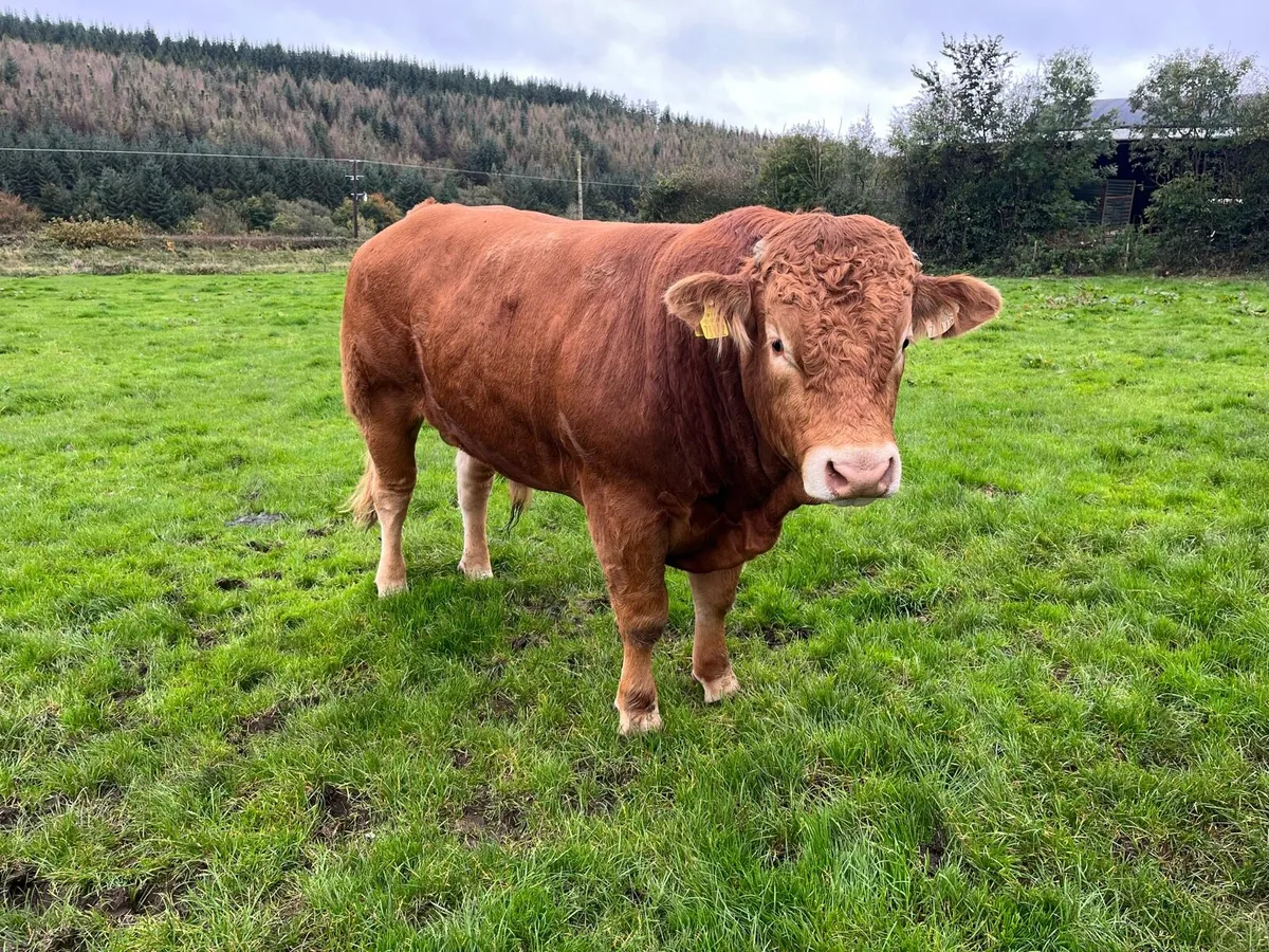 CH & LM Bulls - Image 4