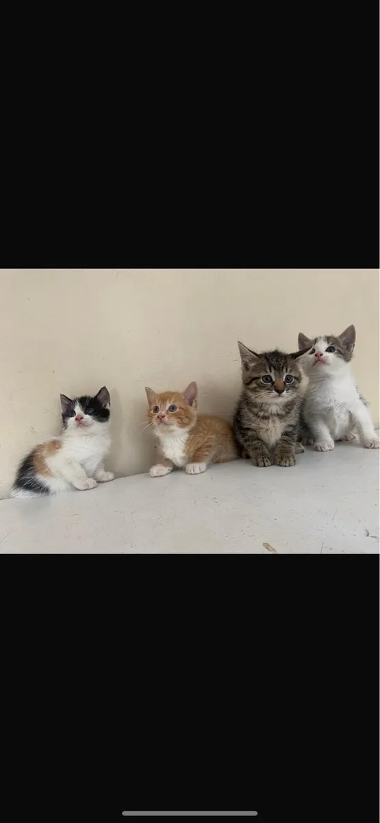 Kittens - Image 1